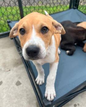 Boomer -  Mixed Breed Dog for Adoption in Hamden, Connecticut - Boomer | PetCurious