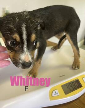 Pit Bull Terrier and Jack Russell Terrier Dogs Available for Adoption in Irwin, Pennsylvania - Whitney | PetCurious
