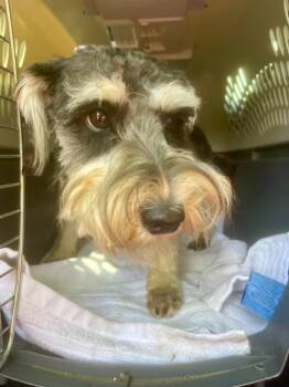 Oscar -  Schnauzer Dog for Adoption in Forsyth, Georgia - Oscar | PetCurious