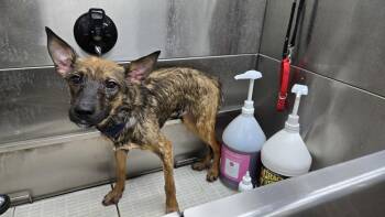 Thor 6582 -  German Shepherd Dog and Belgian Shepherd Malinois Dog for Adoption in Centreville, Virginia - Thor 6582 | PetCurious