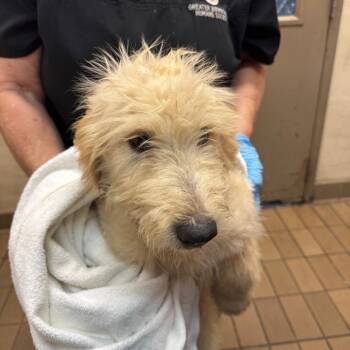 Rory -  Terrier Dog for Adoption in Birmingham, Alabama - Rory | PetCurious