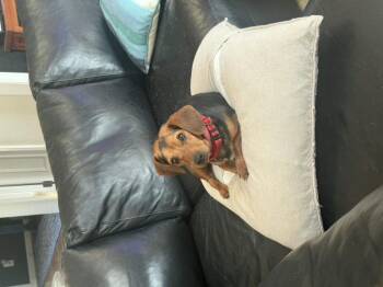 Trixie -  Beagle Dog for Adoption - Trixie | PetCurious