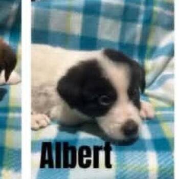 Albert -  Australian Shepherd and Mixed Breed Dog for Adoption - Albert | PetCurious