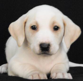 Mimikyu -  Irish Wolfhound and Bluetick Coonhound Dog for Adoption in Newland, North Carolina - Mimikyu | PetCurious