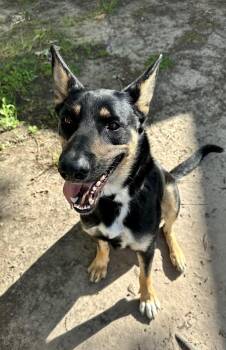 Rescue German Shepherd Dog Dogs for Adoption in Mooresville, North Carolina - Marshia | PetCurious