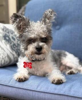 Nelson -  Wire Fox Terrier Dog for Adoption in San Diego, California - Nelson | PetCurious