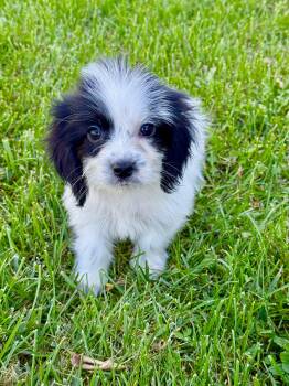 Chandler -  Yorkshire Terrier and Shih Tzu Dog for Adoption in Iron Ridge, Wisconsin - Chandler | PetCurious