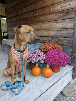 Rescue Mixed Breed Dogs for Adoption in Ithaca, New York - Shine | PetCurious