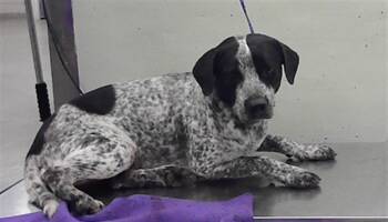 OREO -  Australian Cattle Dog Blue Heeler and Mixed Breed Dog for Adoption in Houston, Texas - OREO | PetCurious
