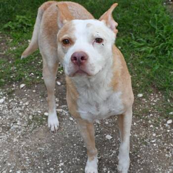 Pit Bull Terrier and Mixed Breed Dogs Available for Adoption in Beaumont, Texas - Silverfish | PetCurious