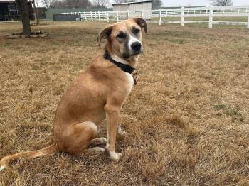 Black Mouth Cur and Carolina Dog Dogs Available for Adoption in Seguin, Texas - Flip | PetCurious
