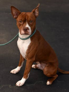 Rescue Boxer and Pit Bull Terrier Dogs for Adoption in Roanoke, Virginia - Major Woofington | PetCurious