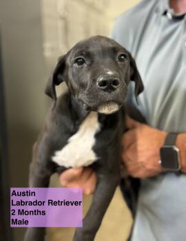 Rescue Black Labrador Retriever Dogs for Adoption in Blue Springs, Missouri - Austin | PetCurious