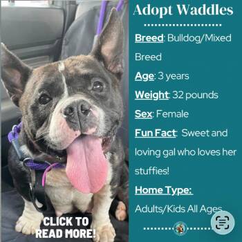 Waddles -  English Bulldog and Mixed Breed Dog for Adoption in Metamora, Michigan - Waddles | PetCurious