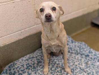 AUSTRA -  Chihuahua and Mixed Breed Dog for Adoption in Moreno Valley, California - AUSTRA | PetCurious