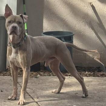 Titan 3425 -  Weimaraner and Mixed Breed Dog for Adoption in Loxahatchee Groves, Florida - Titan 3425 | PetCurious