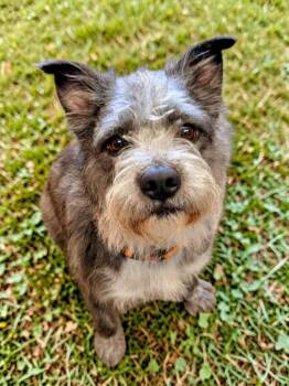 Wirehaired Terrier and Mixed Breed Dogs Available for Adoption in Cape Coral, Florida - Tobin | PetCurious