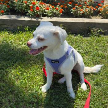 Patty Andrews -  Pug and Beagle Dog for Adoption in Shorewood, Illinois - Patty Andrews | PetCurious
