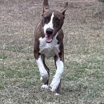 Rescue Mixed Breed Dogs for Adoption in Shiner, Texas - Jr. | PetCurious