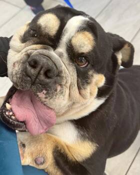 English Bulldog Dogs Available for Adoption - Snickers | PetCurious