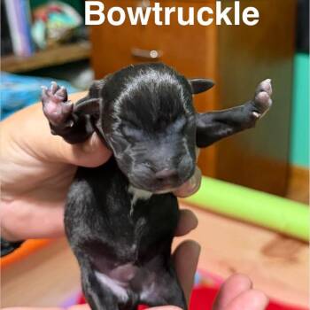 Bowtruckle -  Mixed Breed Dog for Adoption in Spring Hill, Kansas - Bowtruckle | PetCurious