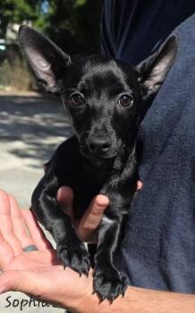 Rescue Chiweenie Dogs for Adoption in Key Largo, Florida - Sophia | PetCurious
