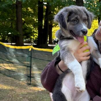 Stephen -  Australian Shepherd and Collie Dog for Adoption in Briarcliff Manor, New York - Stephen | PetCurious