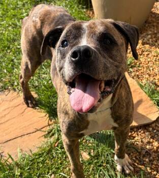 Pit Bull Terrier Dogs Available for Adoption - Miller | PetCurious