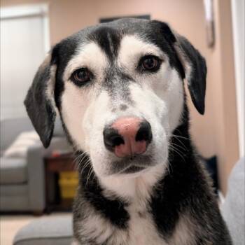Chelsea -  Husky and Labrador Retriever Dog for Adoption in Griswold, Connecticut - Chelsea | PetCurious