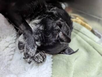 Chico Lou -  Chihuahua Dog for Adoption in Sebastian, Florida - Chico Lou | PetCurious
