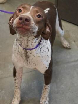Ripley -  Pit Bull Terrier and Mixed Breed Dog for Adoption in Bowling Green, Kentucky - Ripley | PetCurious