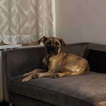 Eunee -  Mixed Breed Dog for Adoption in Philadelphia, Pennsylvania - Eunee | PetCurious