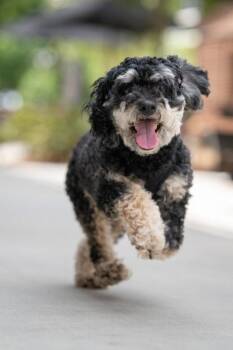 Ava -  Cockapoo Dog for Adoption in Auburn, Georgia - Ava | PetCurious