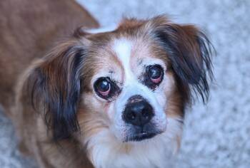 Muffin Man -  Spaniel Dog for Adoption in Chattanooga, Tennessee - Muffin Man | PetCurious