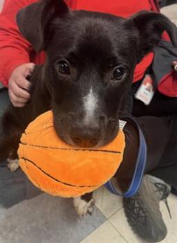 Labrador Retriever and Mixed Breed Dogs Available for Adoption - LUCKY | PetCurious