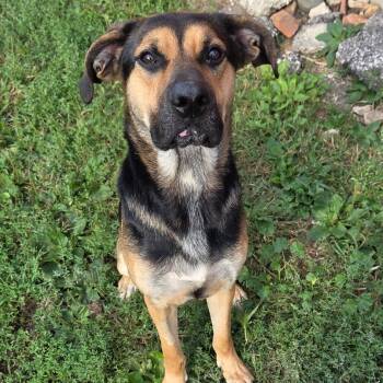 Rescue German Shepherd Dog Dogs for Adoption in Van Horne, Iowa - Gunnar | PetCurious