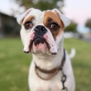 Bellinger -  American Bulldog and Boxer Dog for Adoption in Whittier, California - Bellinger | PetCurious