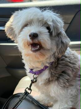 Havanese Dogs Available for Adoption in Catasauqua, Pennsylvania - Hazel | PetCurious