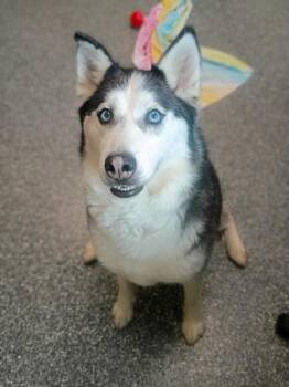 Stormi -  Siberian Husky and Mixed Breed Dog for Adoption in Westland, Michigan - Stormi | PetCurious