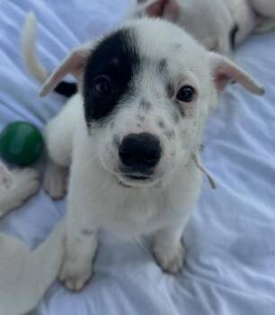 Reba -  Pit Bull Terrier and Mixed Breed Dog for Adoption in Missoula, Montana - Reba | PetCurious