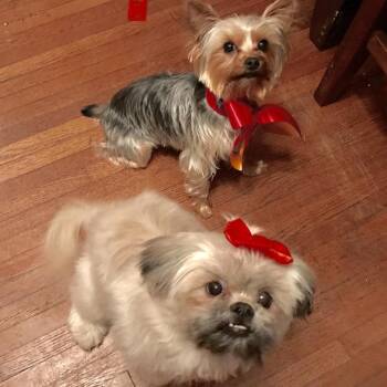 Zoey -  Shih Tzu and Pomeranian Dog for Adoption in Minneapolis, Minnesota - Zoey | PetCurious