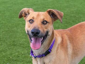 RANDY -  Black Mouth Cur and Mixed Breed Dog for Adoption in Martinez, California - RANDY | PetCurious
