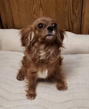 Rescue Cavalier King Charles Spaniel Dogs for Adoption in Lincolnwood, Illinois - Ruby | PetCurious
