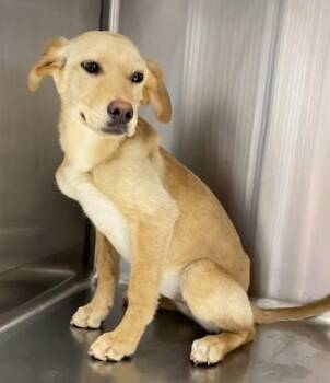 Labrador Retriever and Mixed Breed Dogs Available for Adoption in Conway, South Carolina - Salmon | PetCurious