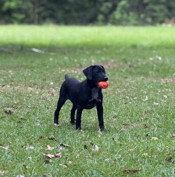 Labrador Retriever and Mixed Breed Dogs Available for Adoption in Shelby County, Texas - Millie | PetCurious