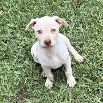 Labrador Retriever and Terrier Dogs Available for Adoption in San Diego, California - Arbor Pup - Morton | PetCurious