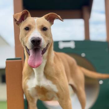 Mixed Breed Dogs Available for Adoption in Loxahatchee Groves, Florida - Fernando | PetCurious
