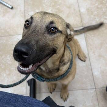 Pearl -  German Shepherd Dog Dog for Adoption in Hilton Head Island, South Carolina - Pearl | PetCurious