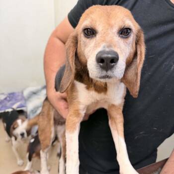 Beagle Dogs Available for Adoption in Chino Hills, California - Joan Mitchell - Chino Hills Location | PetCurious