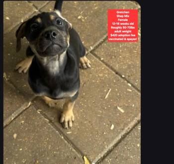 Gretchen -  Shepherd Dog for Adoption in Oviedo, Florida - Gretchen | PetCurious